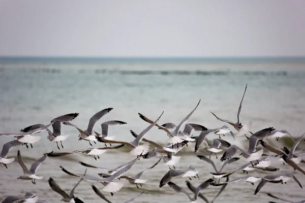 Rebanho Gaivotas Bico Anelado Larus Delawarensis Que Voam Praia — Fotografia de Stock