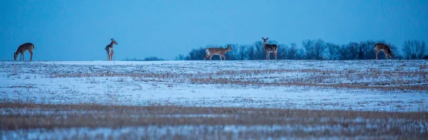 Стадо Білохвостих Оленів Odocoileus Virginianus Годування Харчуванні Кінці Зими — стокове фото