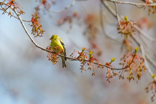 Goldfinch Americana Fêmea Carduelis Trstis Empoleirada Ramo Bordo Primavera — Fotografia de Stock