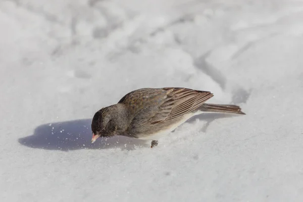 Dark Eyed Junco Junco Hyemalis Searching Snow Food Stock Picture