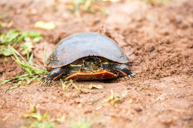 Wisconsin Batı Boyalı Kaplumbağa (Chrysemys picta) yumurtluyor, yatay