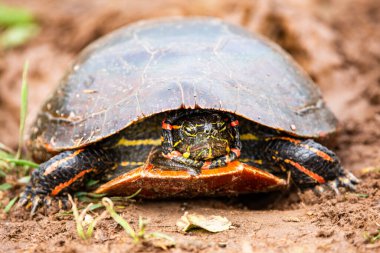 Wisconsin Batı Boyalı Kaplumbağası 'nın (Chrysemys picta) kafasının içine sokulmuş, yatay