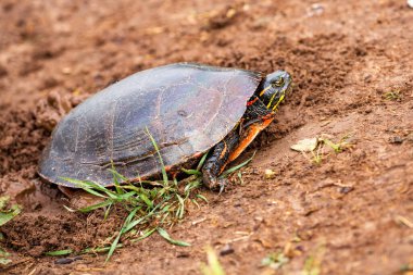 close-up of  a Wisconsin Western Painted Turtle (Chrysemys picta) laying eggs, horizontal clipart