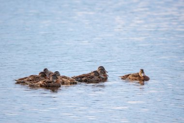 Ebeveyn Mallard (Anas platyrbynchos) yüzerken ve yatay olarak yavrularını kollar.
