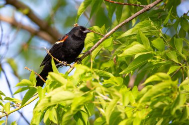 Kırmızı kanatlı Karatavuk (Agelaius phoeniceus) erkek, yazın başında yatay olarak bir dala tünemiştir.