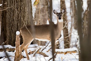 Erişkin beyaz kuyruklu geyik karla kaplı bir ormanda duruyor.