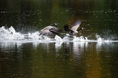 Kanada kazı (branta canadensis) Wisconsin Nehri 'nden havalanıyor.