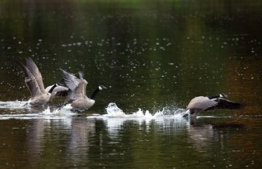 Kanada kazı (branta canadensis) eylül ayında Wisconsin Nehri 'nden kalkıyor..
