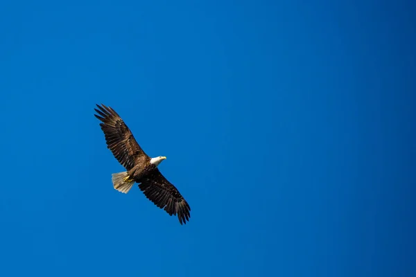 Американський Лисий Орел Haliaeetus Leucocephalus Молодий Дорослий Розкритими Крилами — стокове фото