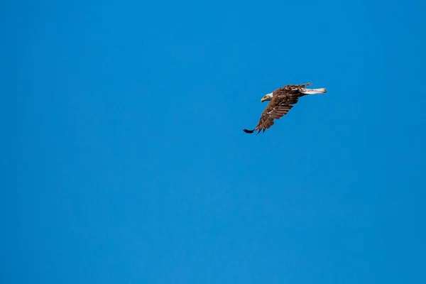 Orel Bělohlavý Haliaeetus Leucocephalus Mladý Modré Obloze — Stock fotografie