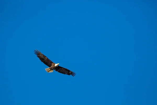 American Bald Eagle Haliaeetus Leucocephalus Νεαρός Ενήλικας Γαλάζιο Ουρανό — Φωτογραφία Αρχείου