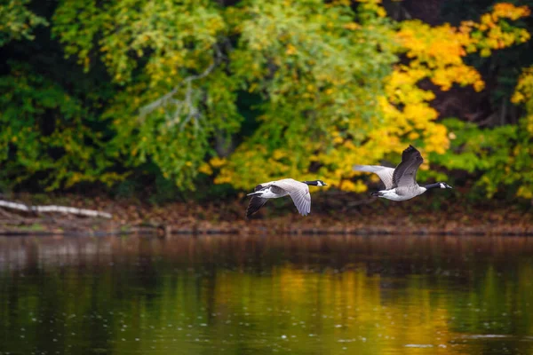 カナダガチョウ Branta Canadensis は秋に川を飛んで — ストック写真