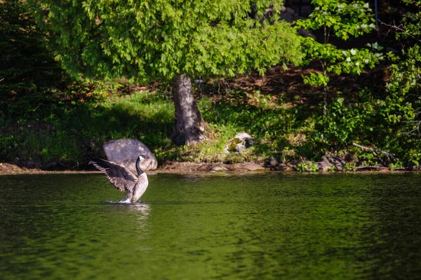 Canada Goose Branta Cancissis Хлопает Крыльями Воде — стоковое фото