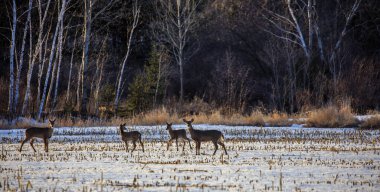 Geyik (odocoileus virginianus) Wisconsin karlı bir mısır tarlasında duruyor