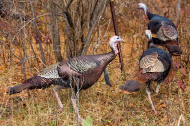 Doğu yaban hindisi (Meleagris dörtnala) Wisconsin 'de