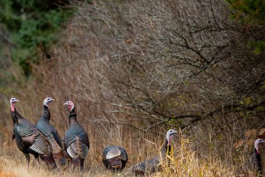 Wisconsin 'de sonbahar boyunca (Meleagris Dörtnala) doğu hindileri