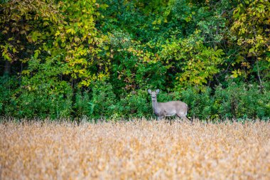 Eylül ayında Fawn White-tail deer (odocoileus virginianus)
