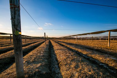 Marathon County, Wisconsin 'de arka planda bir ahır olan Ginseng tarım arazisi
