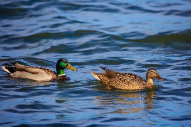 Mallard Duck (Anas platyrhynchos) erkek ve dişi baharda bir gölde yüzerler.