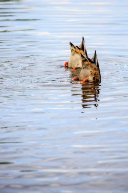 Wisconsin nehrinde beslenen Mallard ördekleri (Anas platyrbynchos).