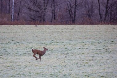 Altı nokta beyaz kuyruklu geyik geyiği (odocoileus virginianus) koşuyor