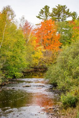 Sonbaharda renkli ağaçlarla akarcasına
