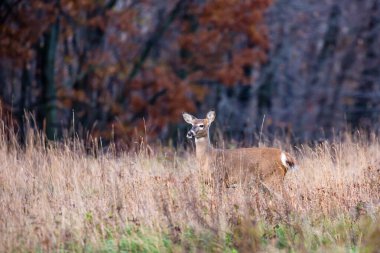 Beyaz kuyruklu geyik (odocoileus virginianus) ve tounge dışarı sarkan.