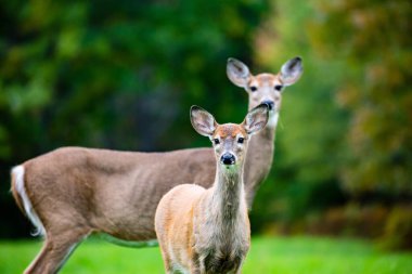 Beyaz kuyruklu geyik (odocoileus virginianus) annesiyle yavru geyik.