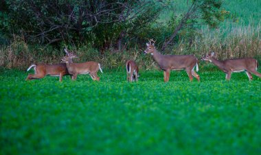 Sonbaharın başlarında beyaz kuyruklu geyik (odocoileus virginianus).