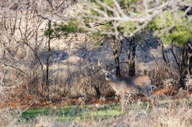 Beyaz kuyruklu geyik geyiği (odocoileus virginianus) geyik avı mevsiminde Wisconsin 'in Wausau şehrinde bulunur.