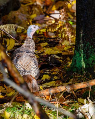 Young wild turkey (Meleagris gallopavo) in October clipart
