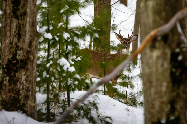 Comman Whitedeer Ένα Χιονισμένο Δάσος Wisconsin — Φωτογραφία Αρχείου