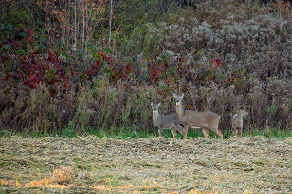 Doe Fawn Білохвостий Олень Odocoileus Virginianus Вісконсині — стокове фото