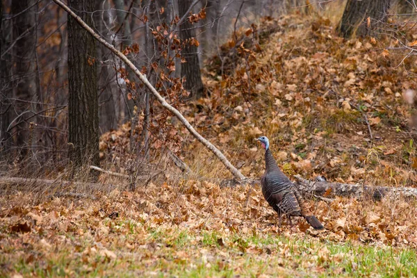 Eastern Wild Turkey Wisconsin Fall — Stock Photo, Image