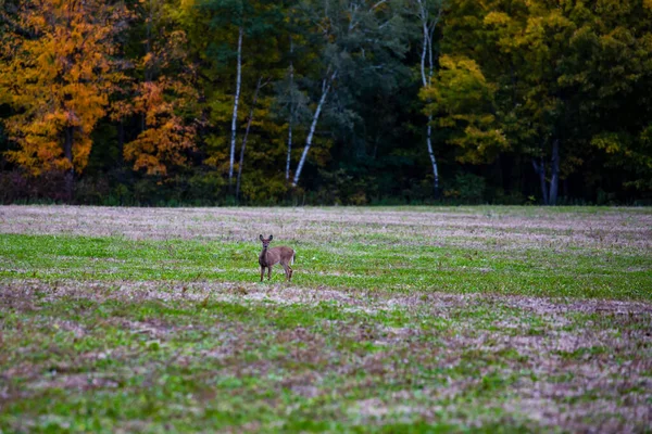 Fawn White Tail Deer Odocoileus Virginianus Wisconsin — стокове фото
