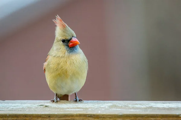 Žena Kardinál Cardinalis Cardinalis Stojící Palubě Zábradlí Prosinci — Stock fotografie