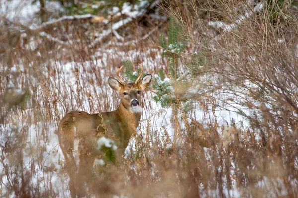 Τετράκτινο Ελάφι Λευκή Ουρά Odocoileus Virginianus Που Κοιτάζει Την Κάμερα — Φωτογραφία Αρχείου