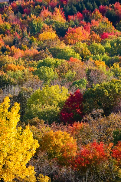 Forest with vibrant colors in Wisconsin, vertical