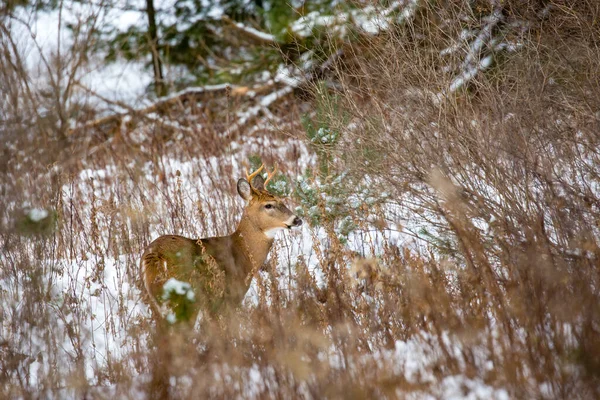 Четырёхконечный Белохвостый Олень Odocoileus Virginianus Стоящий Снегу — стоковое фото