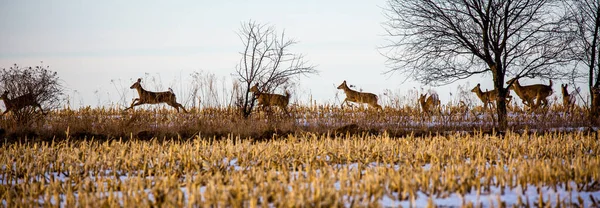 Αγέλη Ελαφιών Odocoileus Virginianus Που Διέρχονται Από Χωράφι Καλαμπόκι Wiscosin — Φωτογραφία Αρχείου