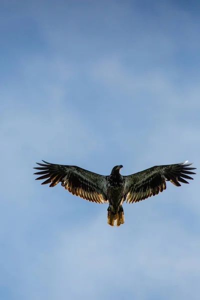少年秃鹰在蓝天下飞翔 — 图库照片