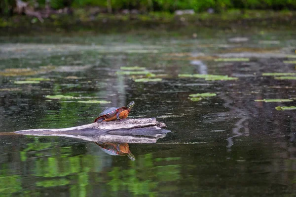 Painted Turtle Chrysemys Picta Eastern Sitting Log Lake — стоковое фото
