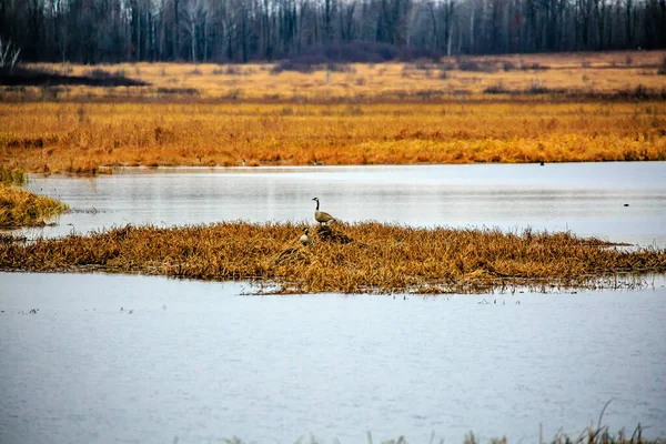 Coppia Oche Branta Canadensis Sedute Nelle Zone Umide Della Mead — Foto Stock