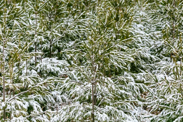 Pins Couverts Neige Décembre — Photo