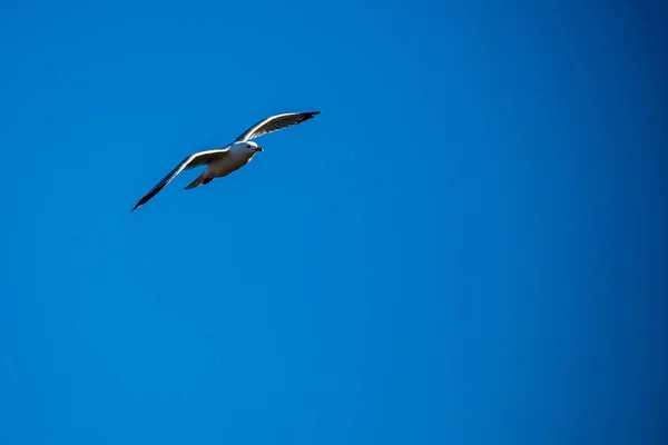 环状喙鸥 Larus Delawarensis 在风中滑行 — 图库照片