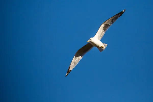 环状喙鸥 Larus Delawarensis 在蓝天的气流中滑行 — 图库照片