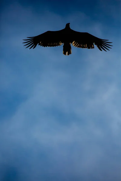 Silhouette Immature Bald Eagle Flying Overhead Blue Sky — Stock Photo, Image