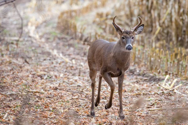 Έξι Σημείο Λευκόουρα Ελάφια Ελάφια Odocoileus Virginianus Πόδια Δίπλα Ένα — Φωτογραφία Αρχείου