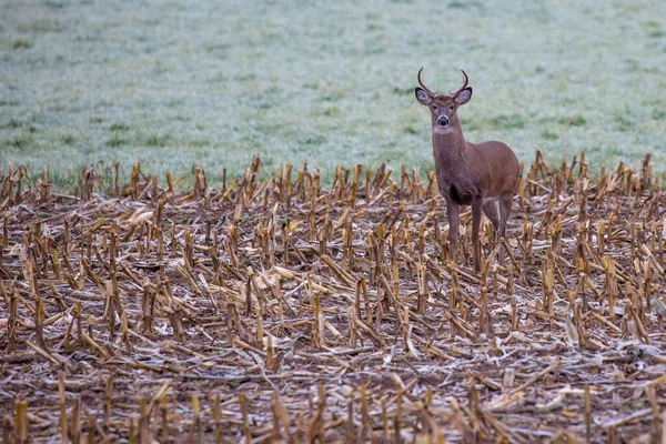 Weißschwanzbock Odocoileus Virginianus Steht Einem Maisfeld — Stockfoto