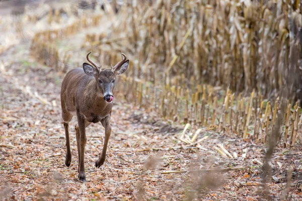 Έξι Σημεία Λευκοουρά Ελάφι Ελάφι Odocoileus Virginianus Γλώσσα Έξω — Φωτογραφία Αρχείου